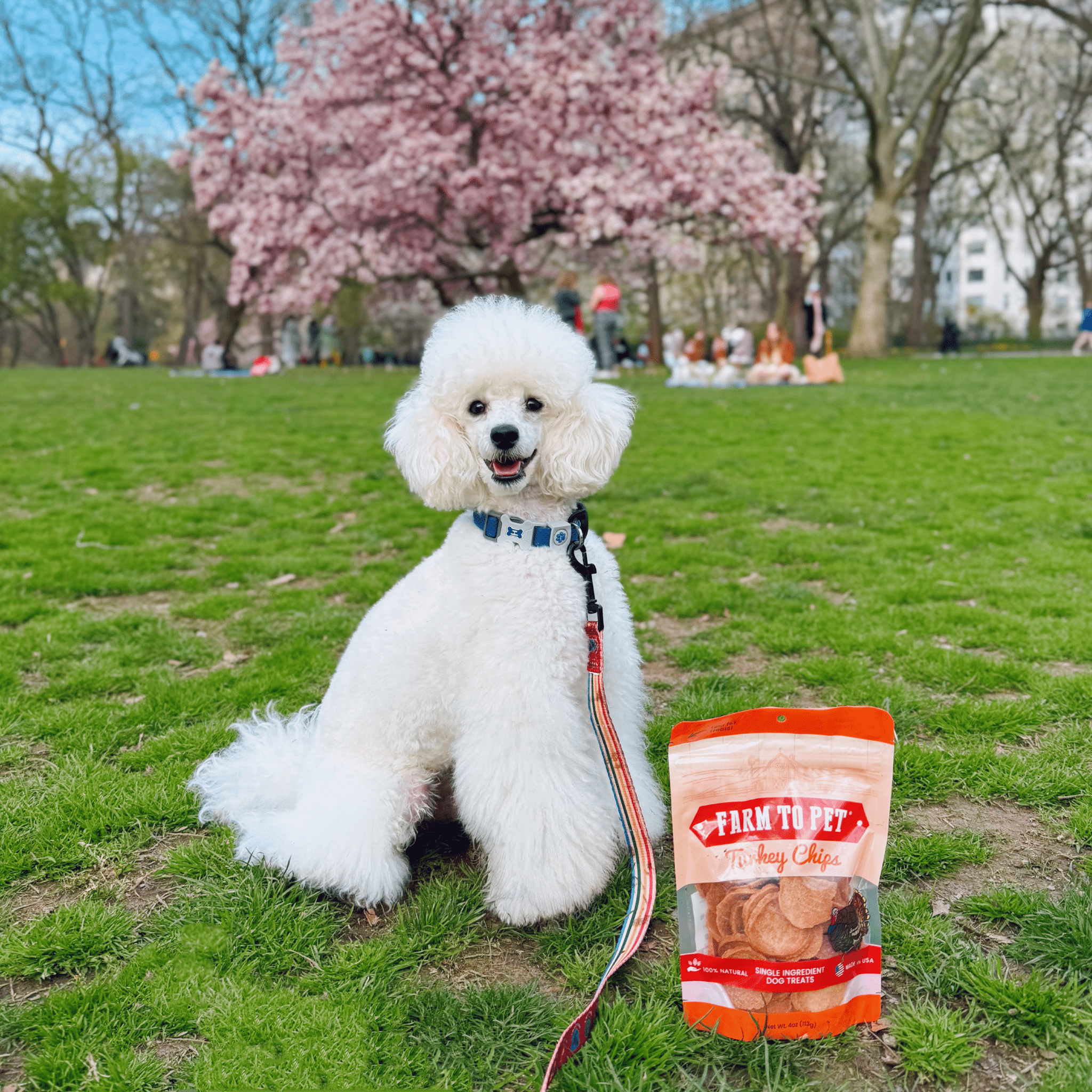 Turkey Chips for Dogs | All-Natural Single-Ingredient Healthy Dog Treats